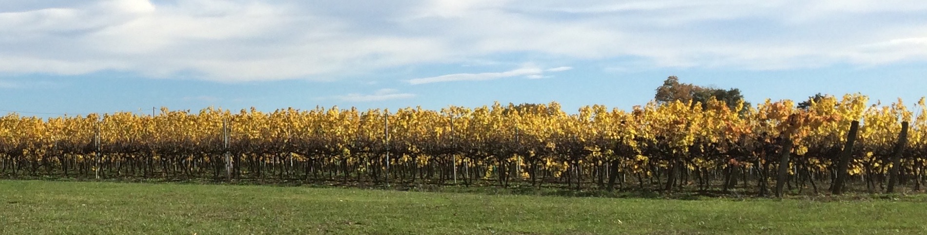 Gers Les Vignes En Automne